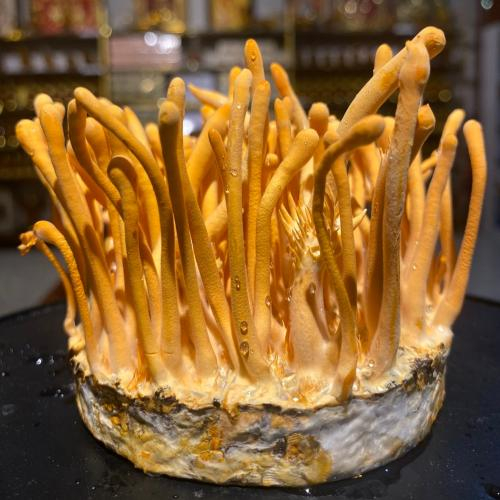 Có nên nấu đông trùng hạ thảo lâu không?