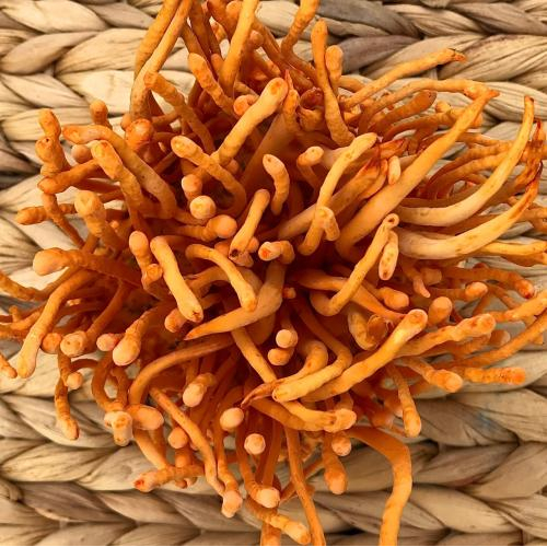 7 Công Dụng Của Đông Trùng Hạ Thảo Tươi Dựa Trên Khoa Học