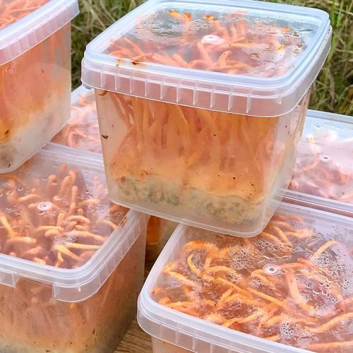 Đông Trùng Hạ Thảo Tươi Nên Nấu Bao Lâu? Cách Nấu Đúng Giữ Trọn Dưỡng Chất