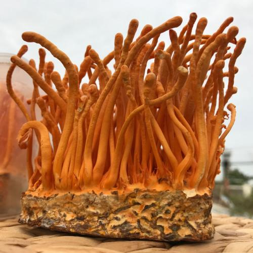 Nấm đông trùng hạ thảo tươi là gì?