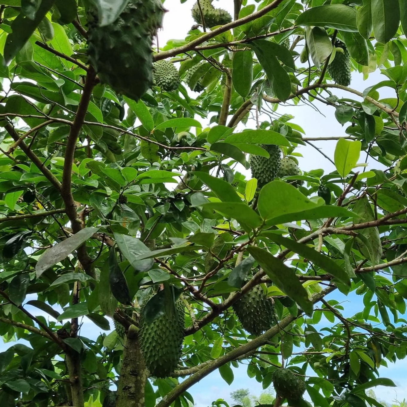 Mãng cầu xiêm là gì?