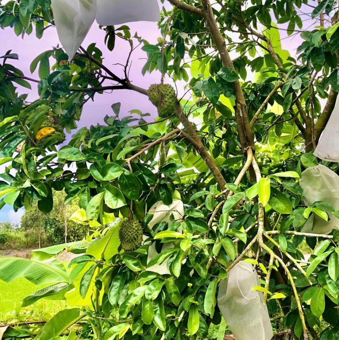 7. Chọn mua đúng thời vụ