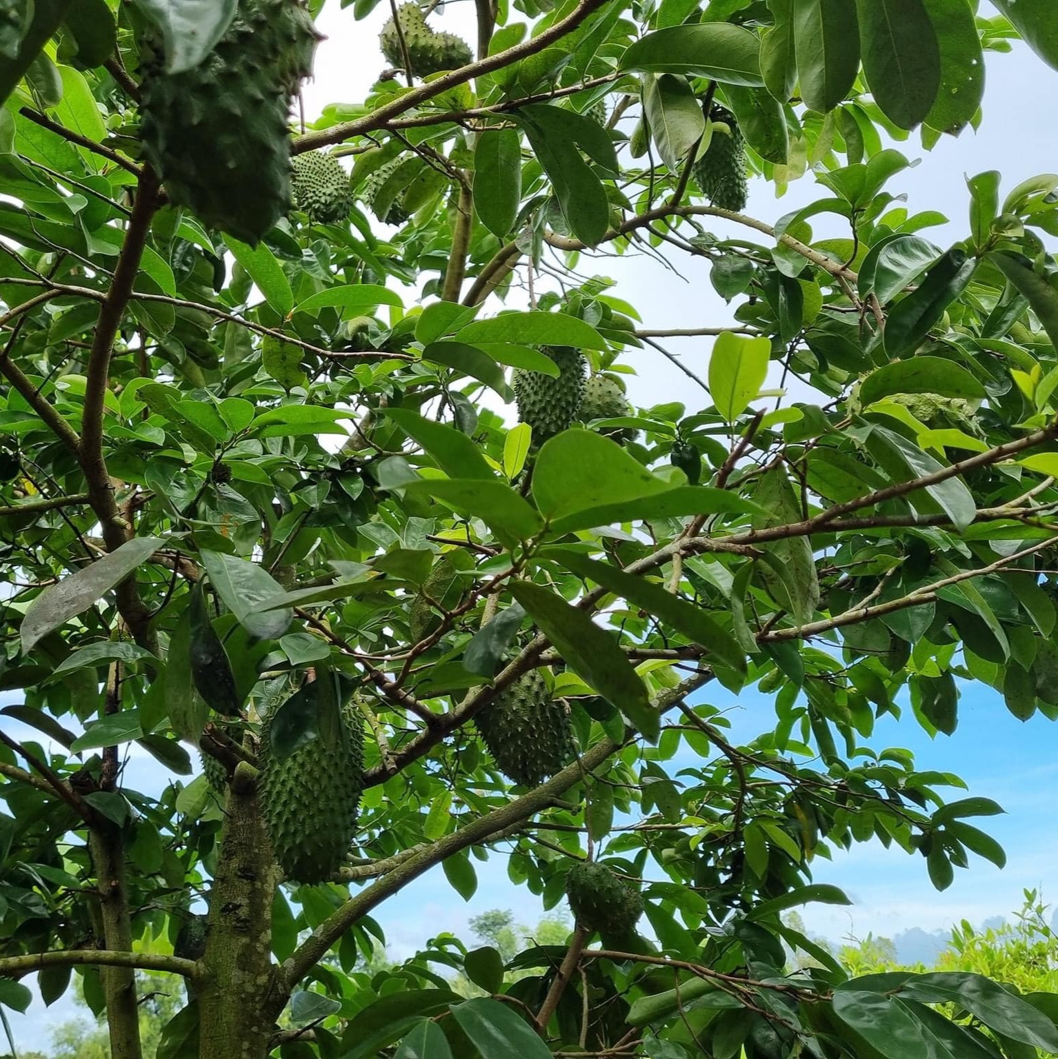 1. Nguyên liệu tự nhiên