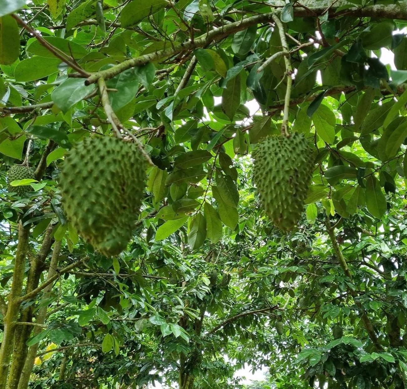 3. Dùng tay sờ vào để cảm nhận