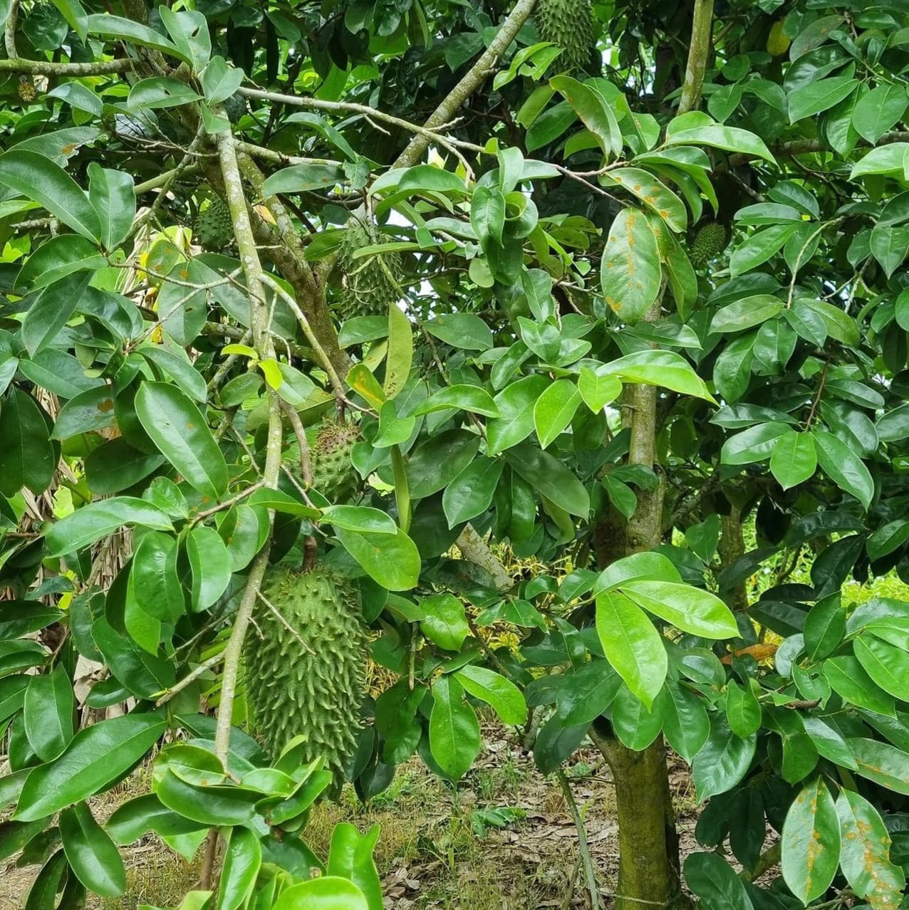 1. Ăn mãng cầu xiêm hàng ngày được không?