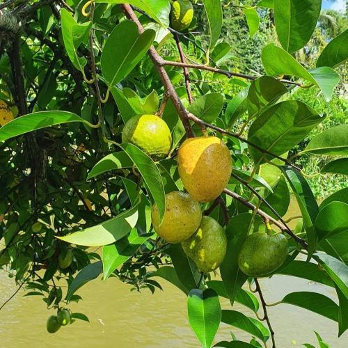 Na xiêm miền Bắc là gì?