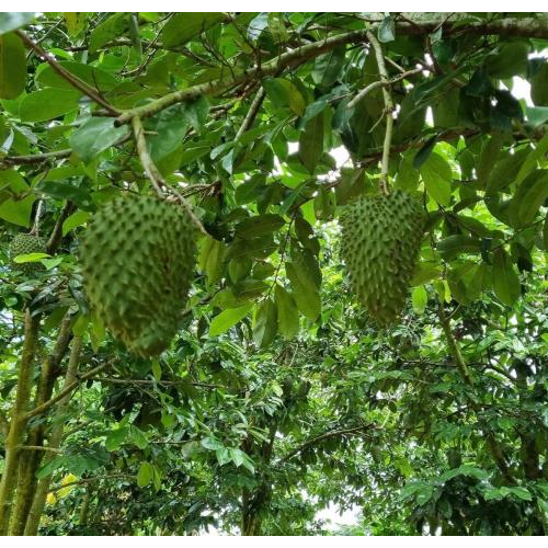 3. Hỗ trợ hệ miễn dịch