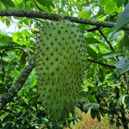 Mãng cầu xiêm là gì?