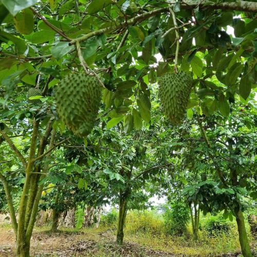 1. Quả mãng cầu tươi