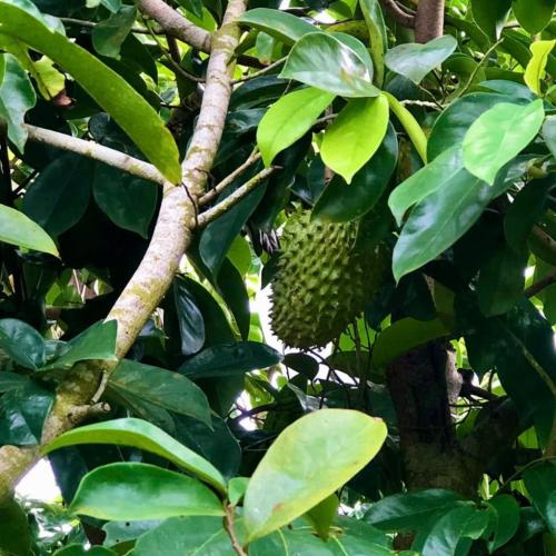 1. Mãng cầu xiêm có tốt cho da không?