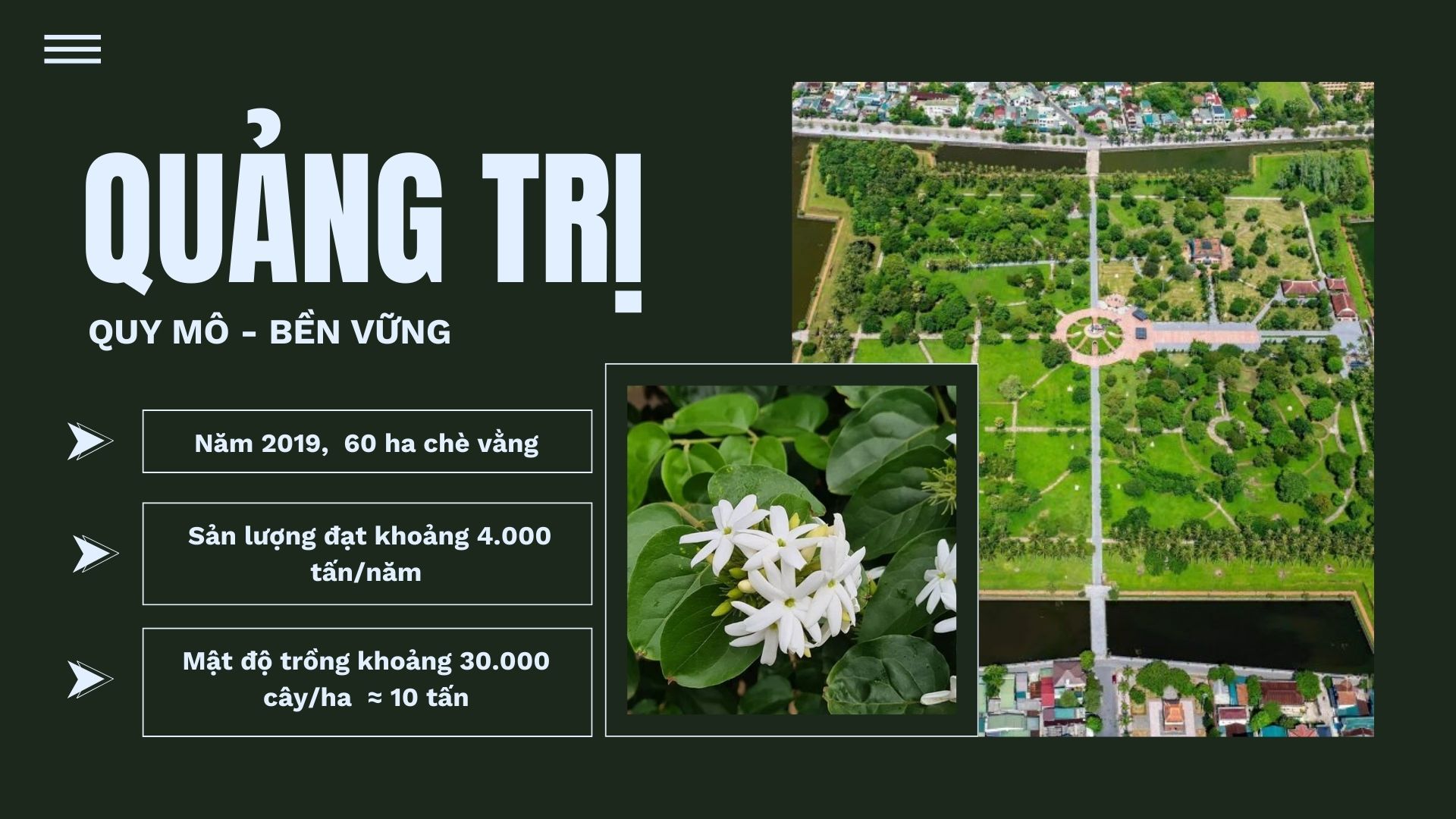 Vùng nguyên liệu chè vằng Quảng Trị – Quy mô và bền vững