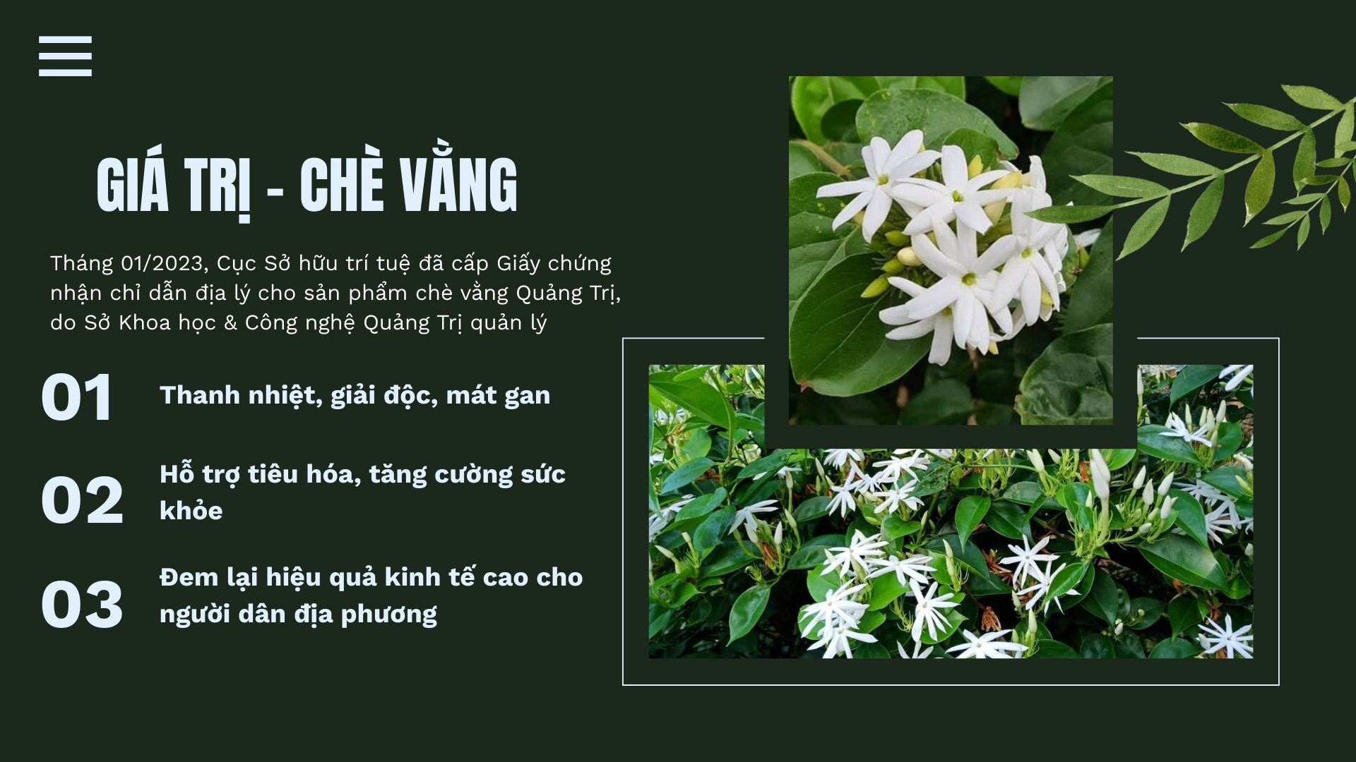 Tác dụng và giá trị của chè vằng Quảng Trị