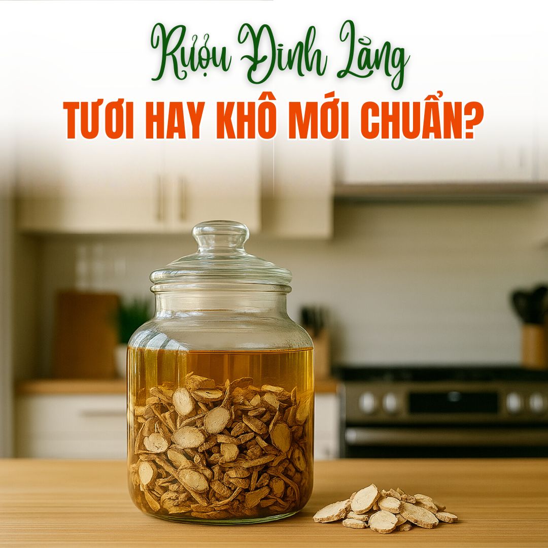 Ngâm Rượu Đinh Lăng: Tươi Hay Khô Mới Chuẩn?