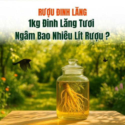 1kg Đinh Lăng Tươi Ngâm Bao Nhiêu Lít Rượu Để Chuẩn Vị?