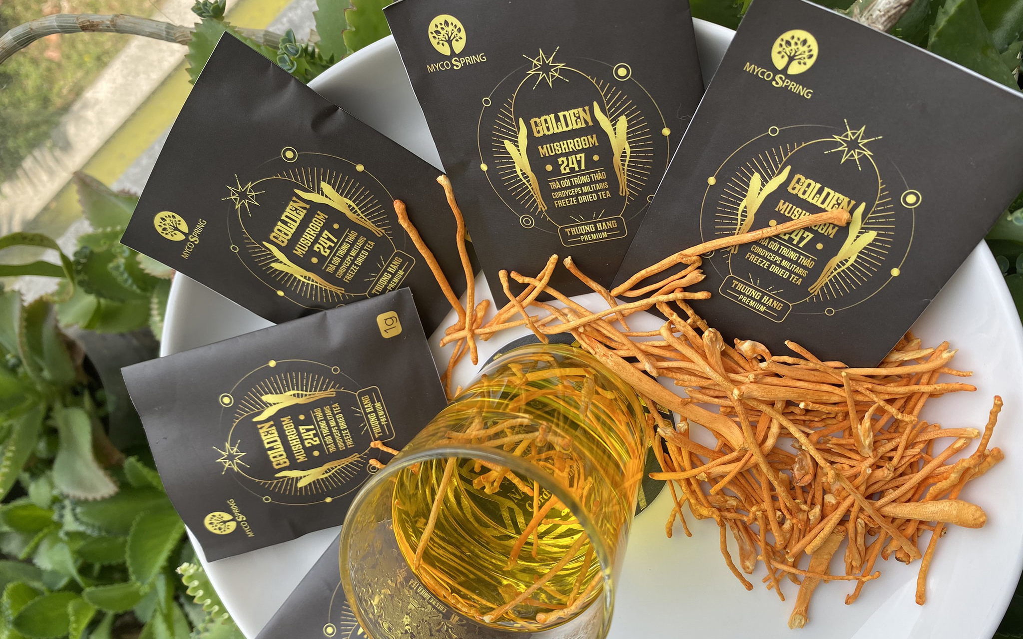 Trà gói đông trùng hạ thảo là gì?