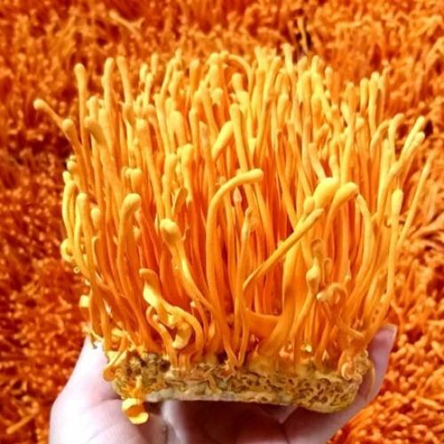 Nấm Đông Trùng Hạ Thảo – Dược Liệu Quý Cho Sức Khỏe Hiện Đại