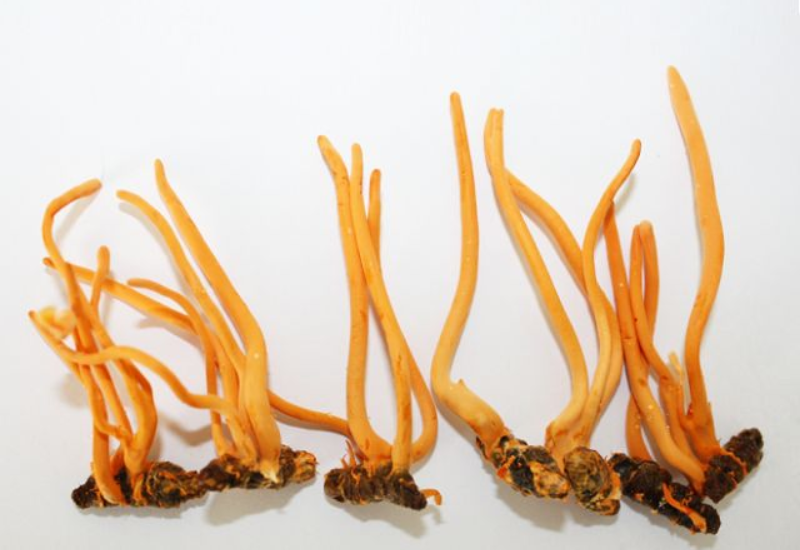 Đối tượng nên và không nên sử dụng Đông trùng hạ thảo