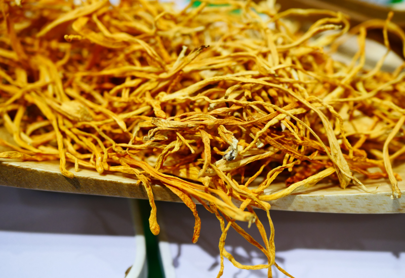 Đông trùng hạ thảo dành cho người lớn tuổi