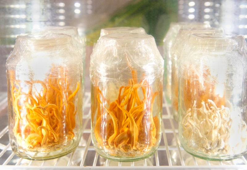 Đông trùng hạ thảo dành cho người bệnh