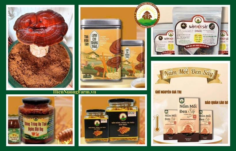 Vì Sức Khỏe – Vì Môi Trường – Hãy Chọn Nấm Hữu Cơ!