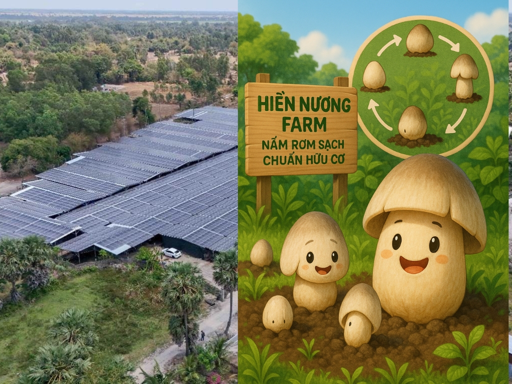 Hiền Nương Farm – Nơi Gìn Giữ Giá Trị Nấm Việt