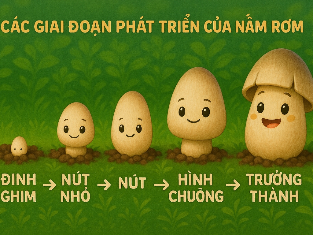 Quá trình hình thành quả thể nấm rơm