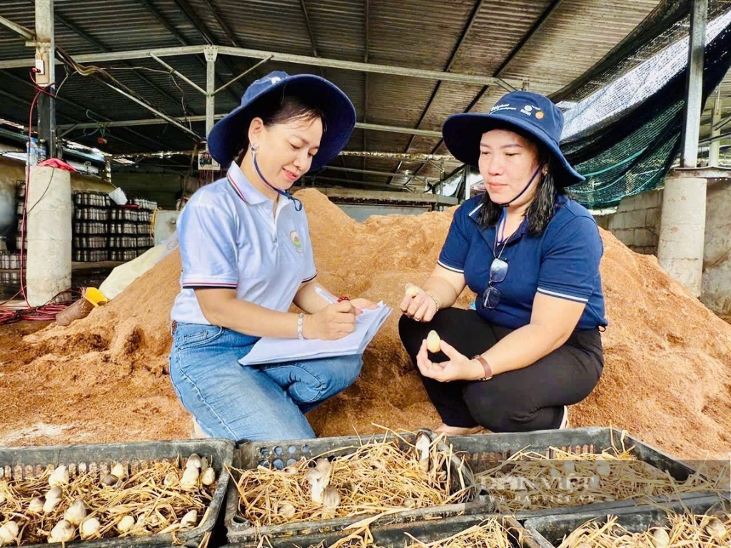 Giải quyết việc làm cho nhiều lao động địa phương