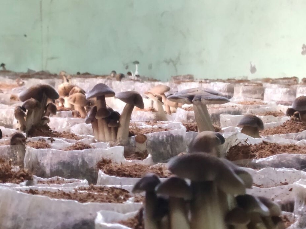 Nấm được trồng theo mô hình tuần hoàn khép kín, không gây hại đến môi trường.