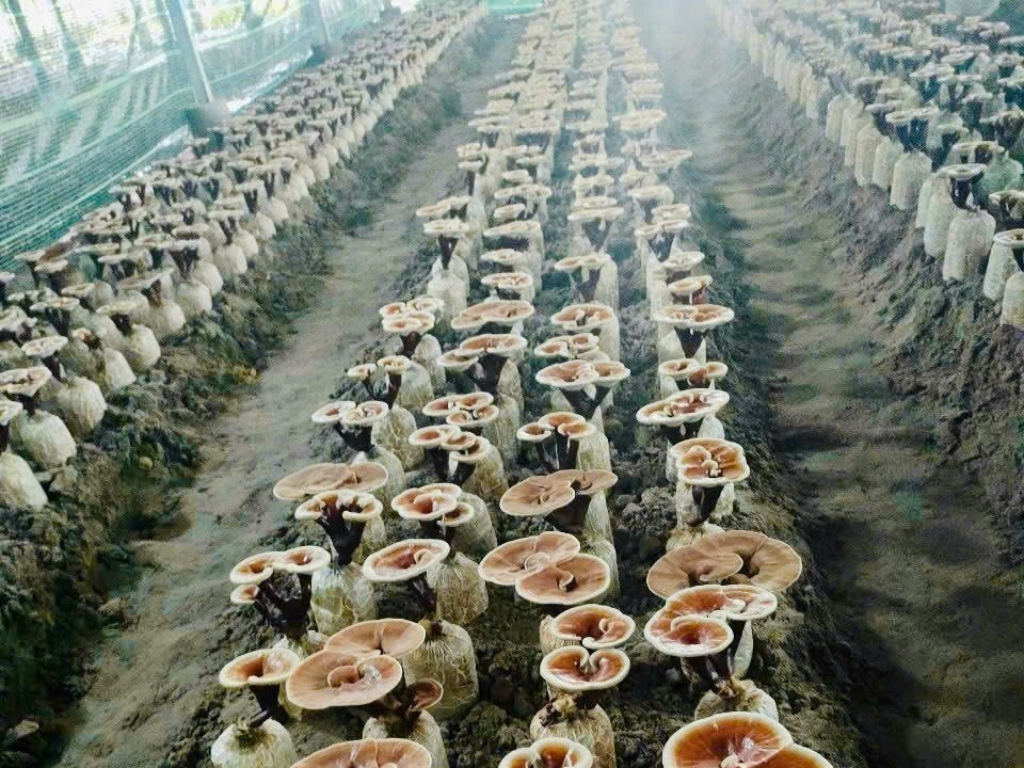 Vòng tuần hoàn khép kín và giấc mơ nông nghiệp bền vững