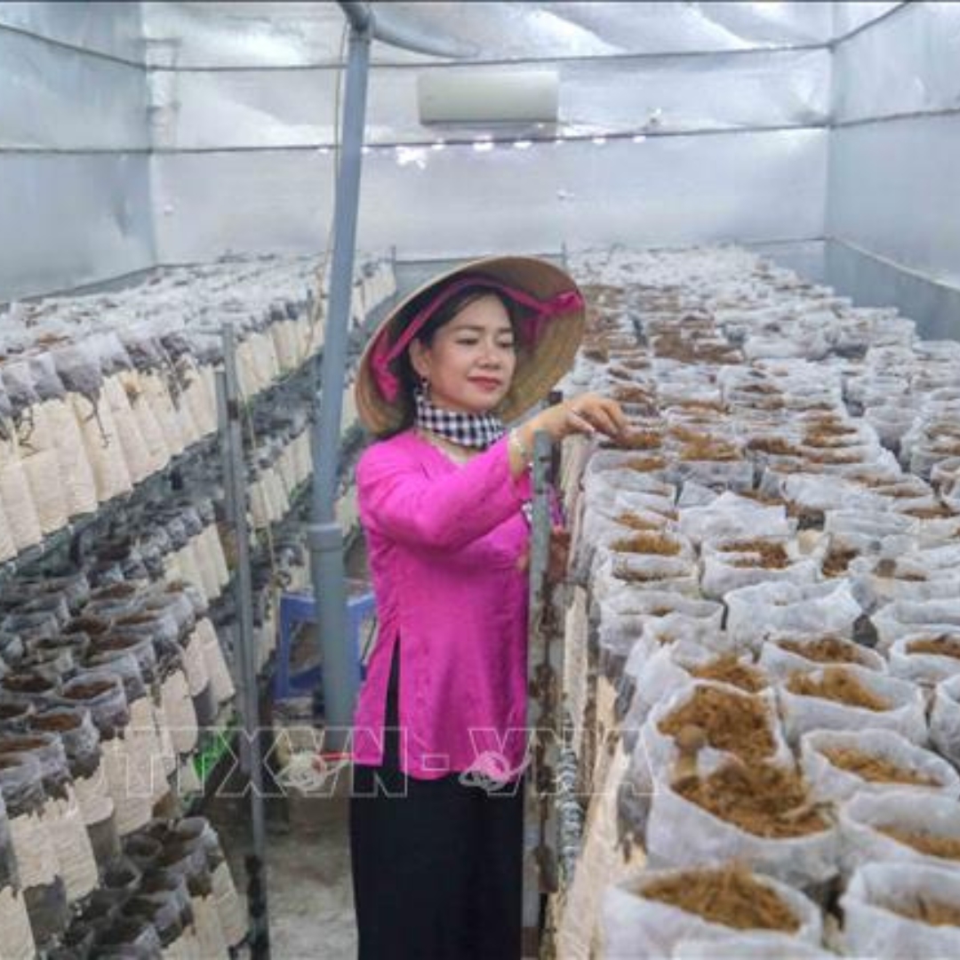 Nữ Doanh Nhân An Giang Và Giấc Mơ "Net Zero" Từ Trang Trại Trồng Nấm