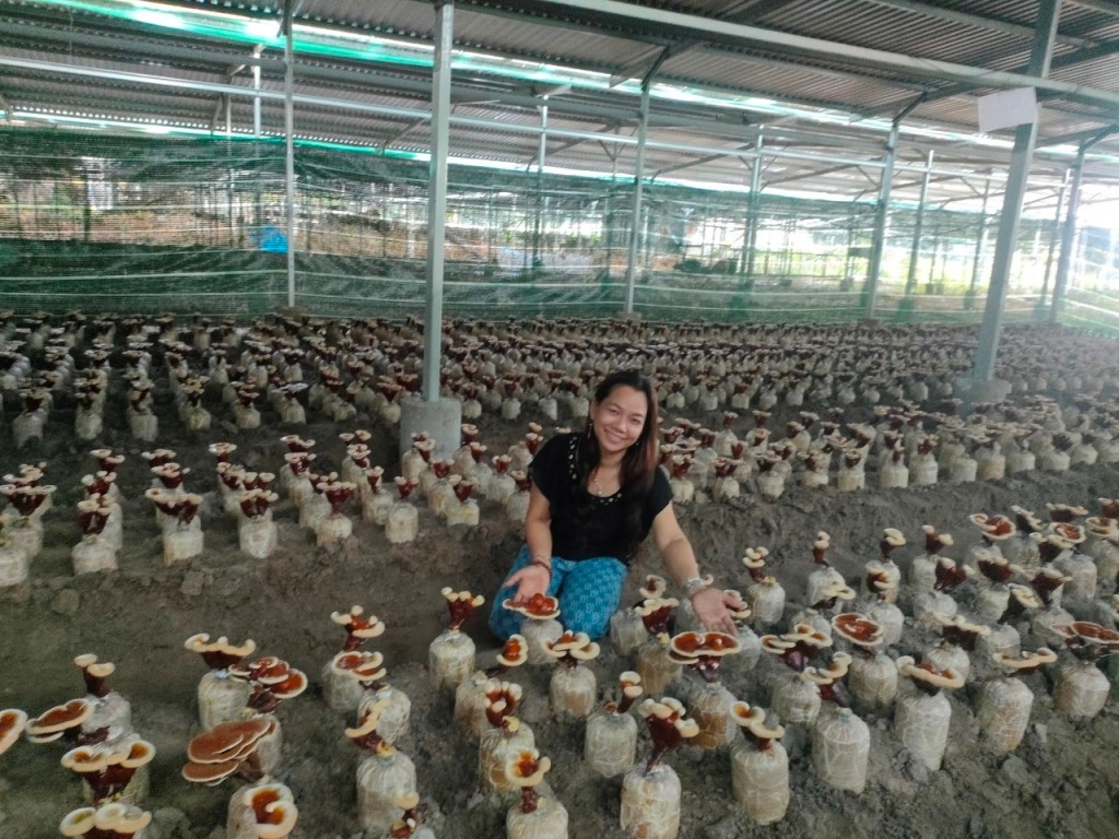 Nấm mối Nàng Nương