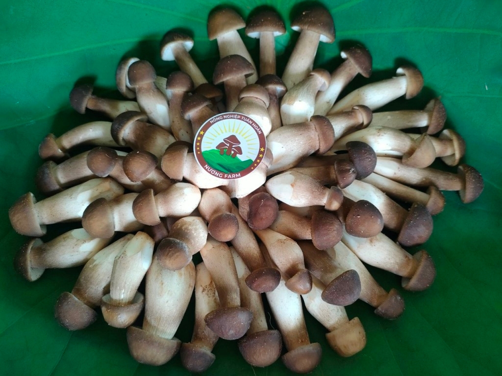 Tiếp sức khởi nghiệp