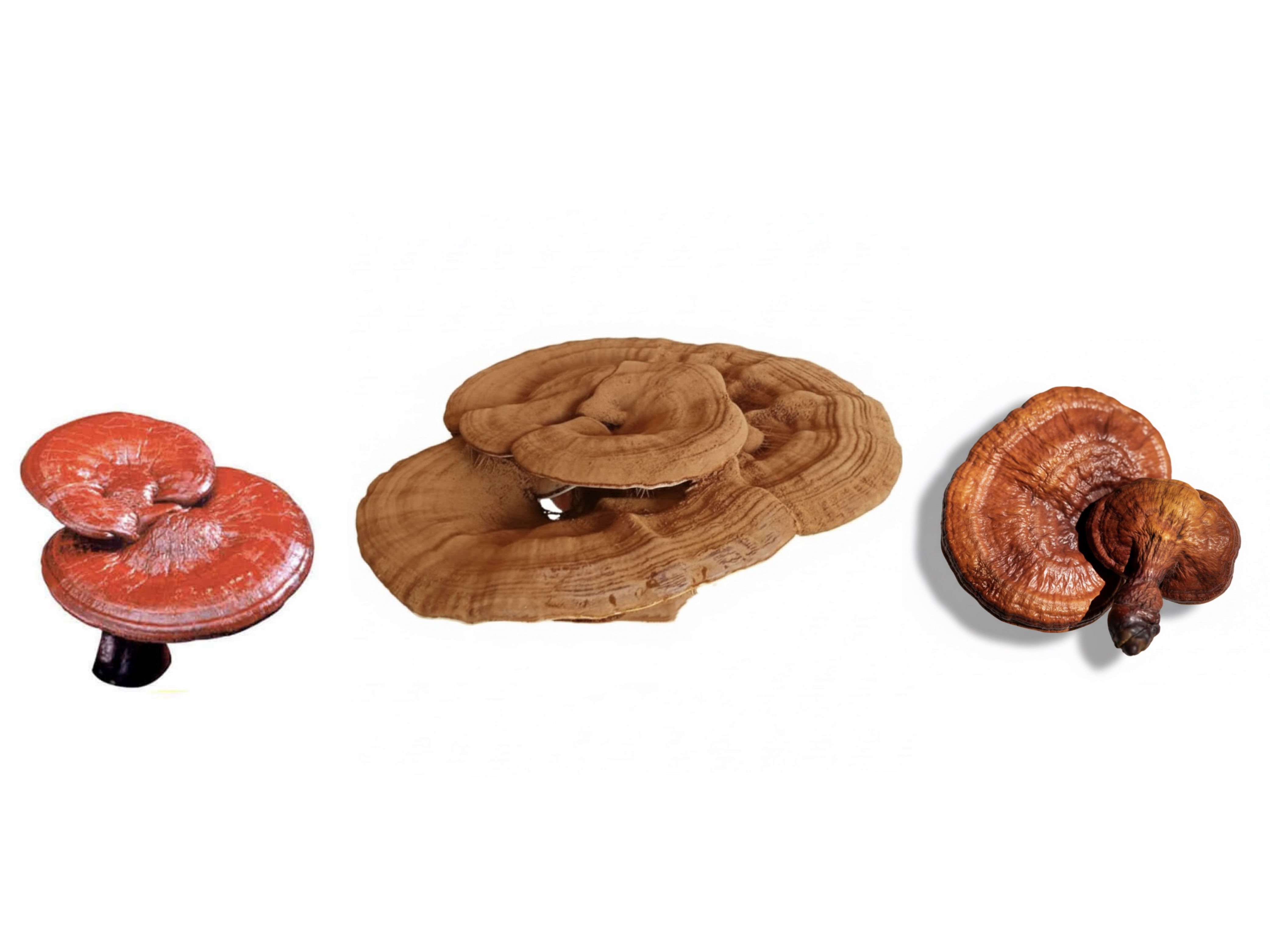 Linh chi tai to khác gì những loại linh chi khác?