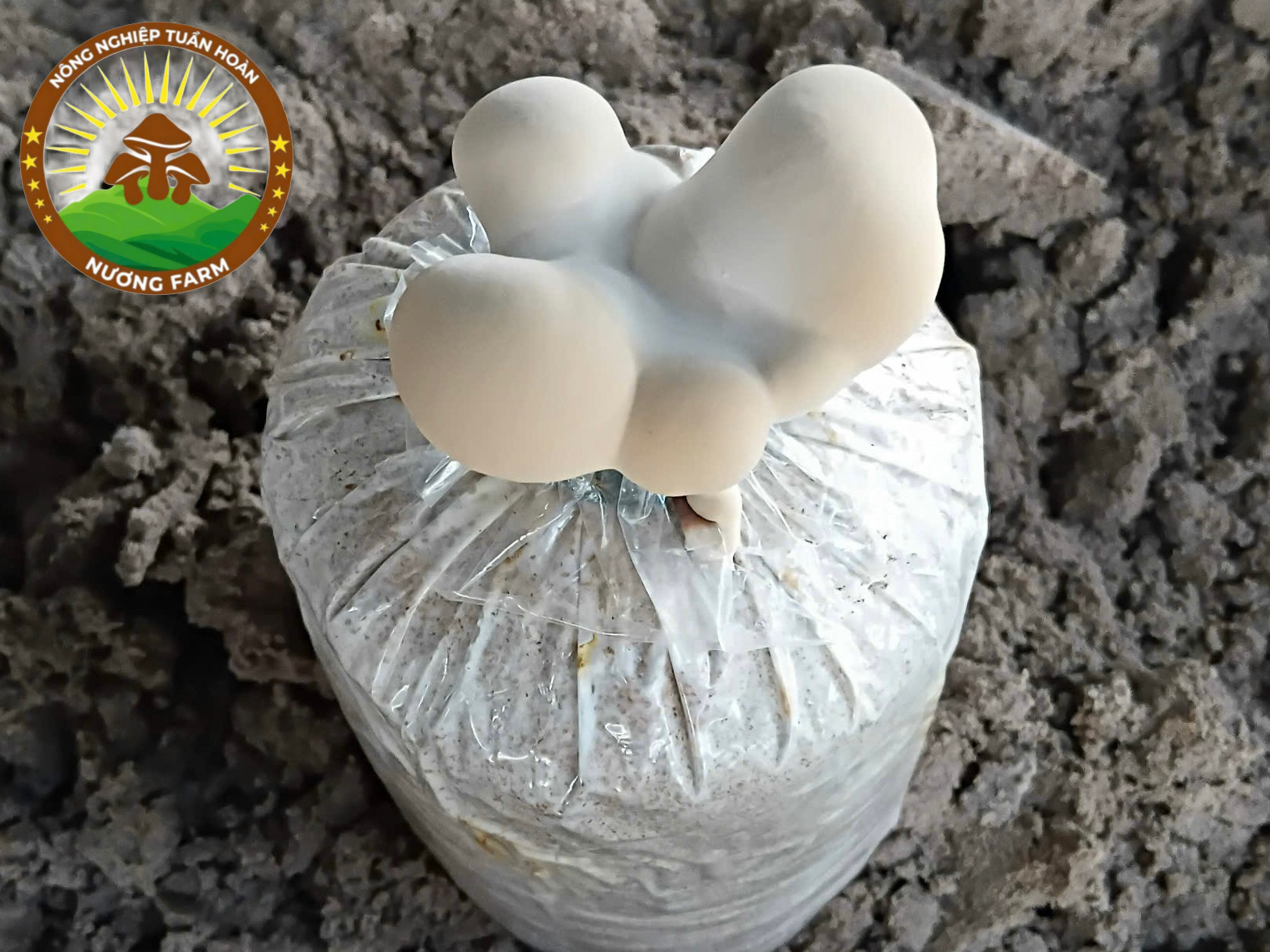 Giai đoạn A — hình thành nụ và chuyển sang pha sinh trưởng (khoảng 20–30 ngày)