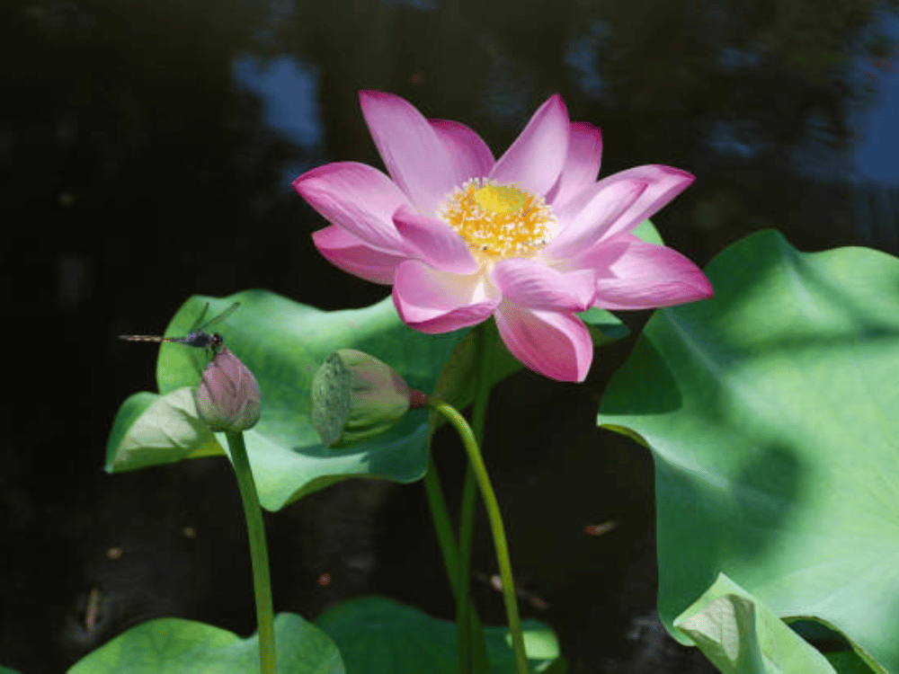 Giới thiệu doanh nghiệp