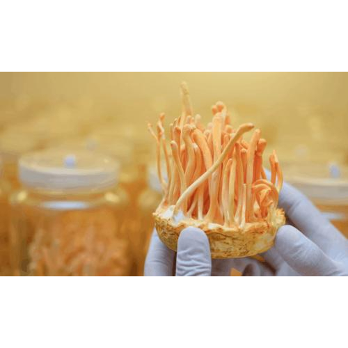 2. Thành phần & sản xuất