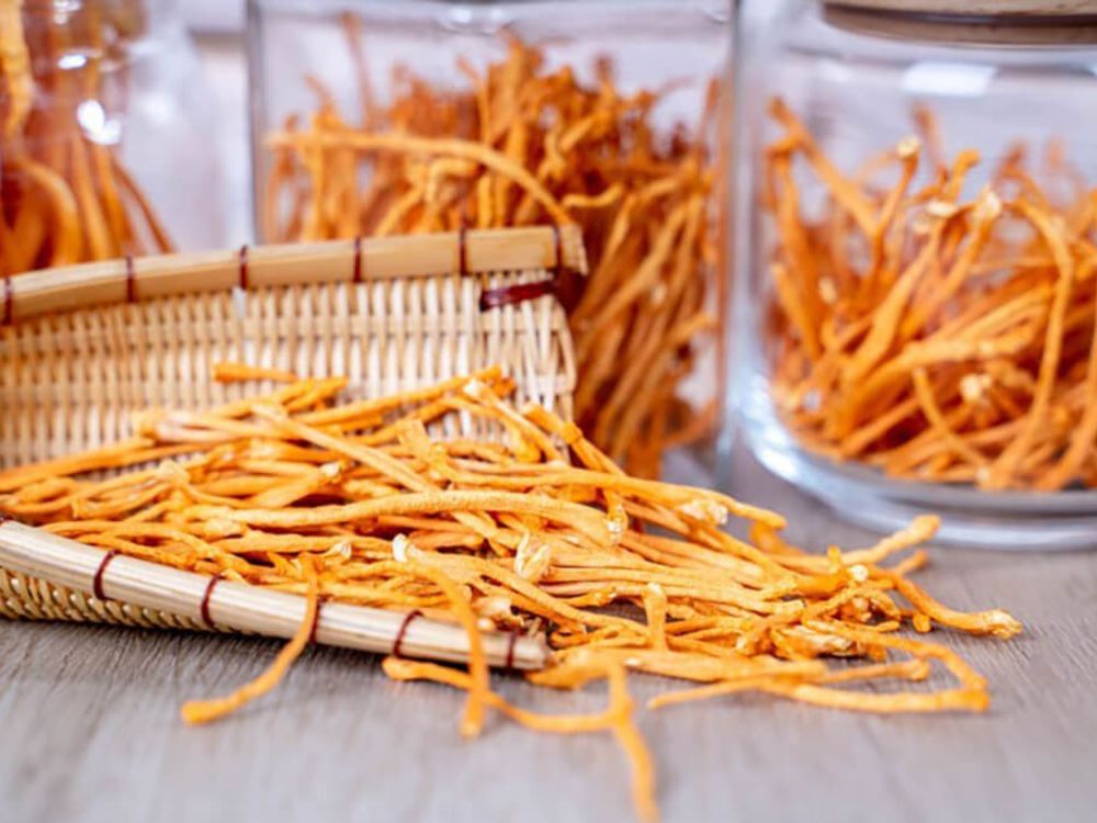 Lưu ý khi sử dụng đông trùng hạ thảo