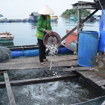 Xã Nam Du Phát Triển Nghề Nuôi Cá Lồng Bè