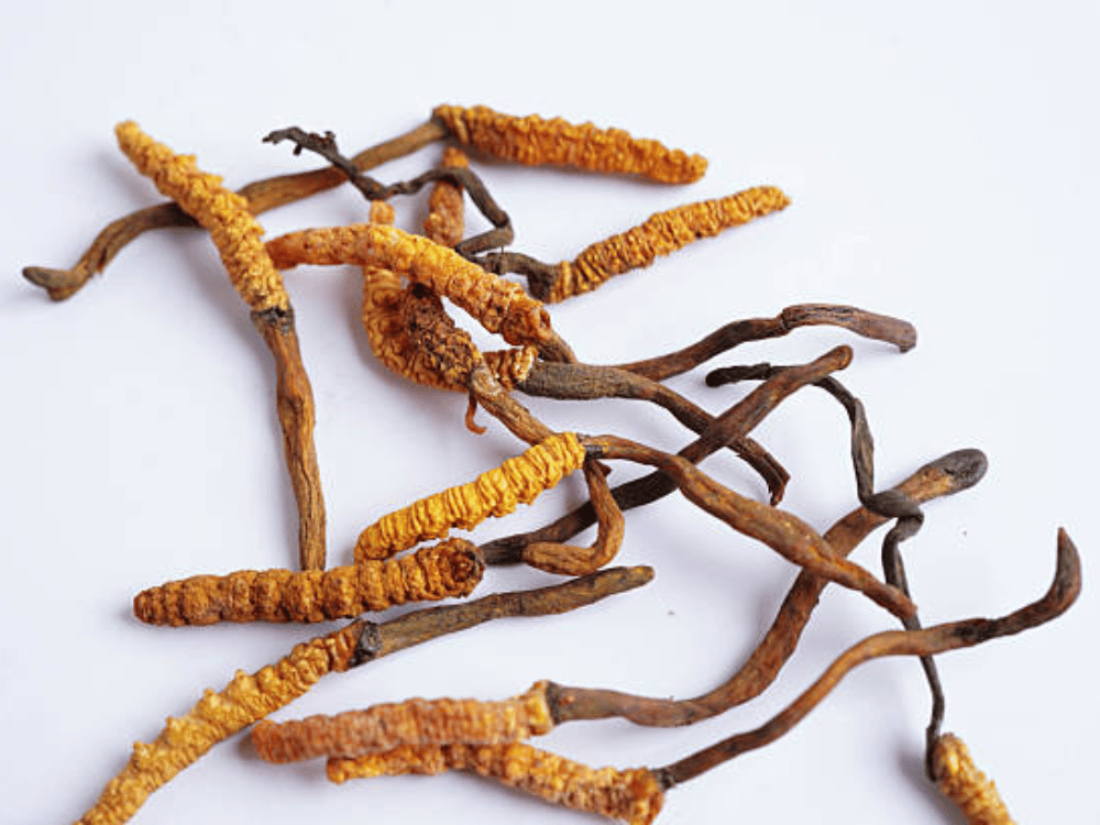 Lưu ý khi sử dụng đông trùng hạ thảo