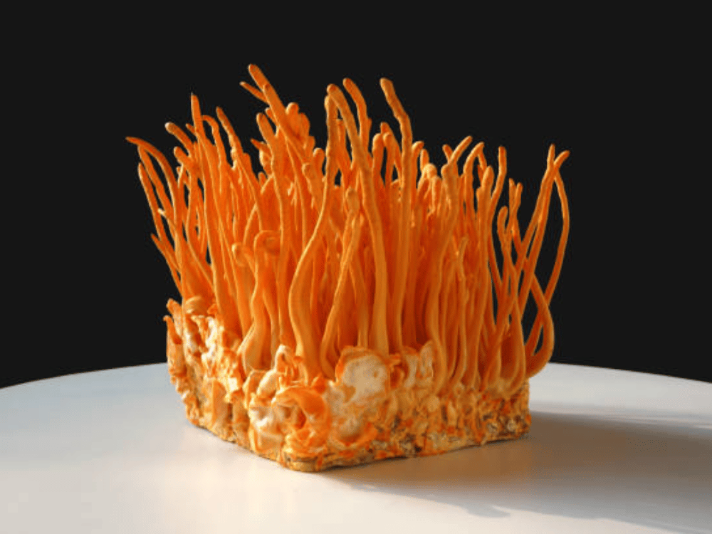 Đông trùng hạ thảo mật ong cách dùng