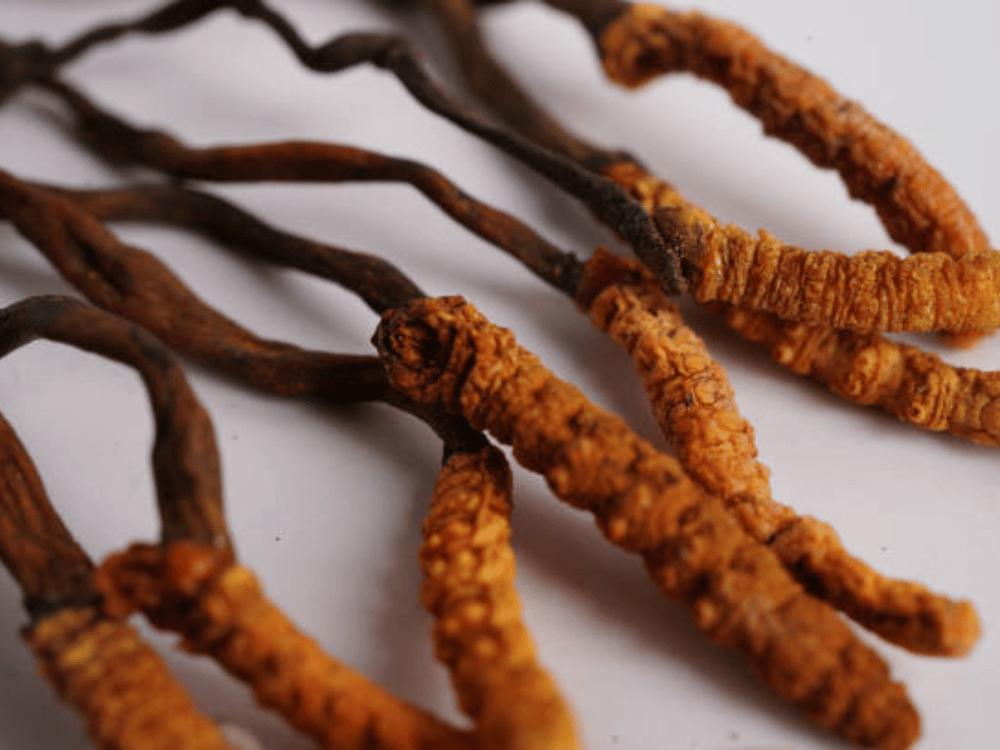 Lưu ý khi sử dụng đông trùng hạ thảo