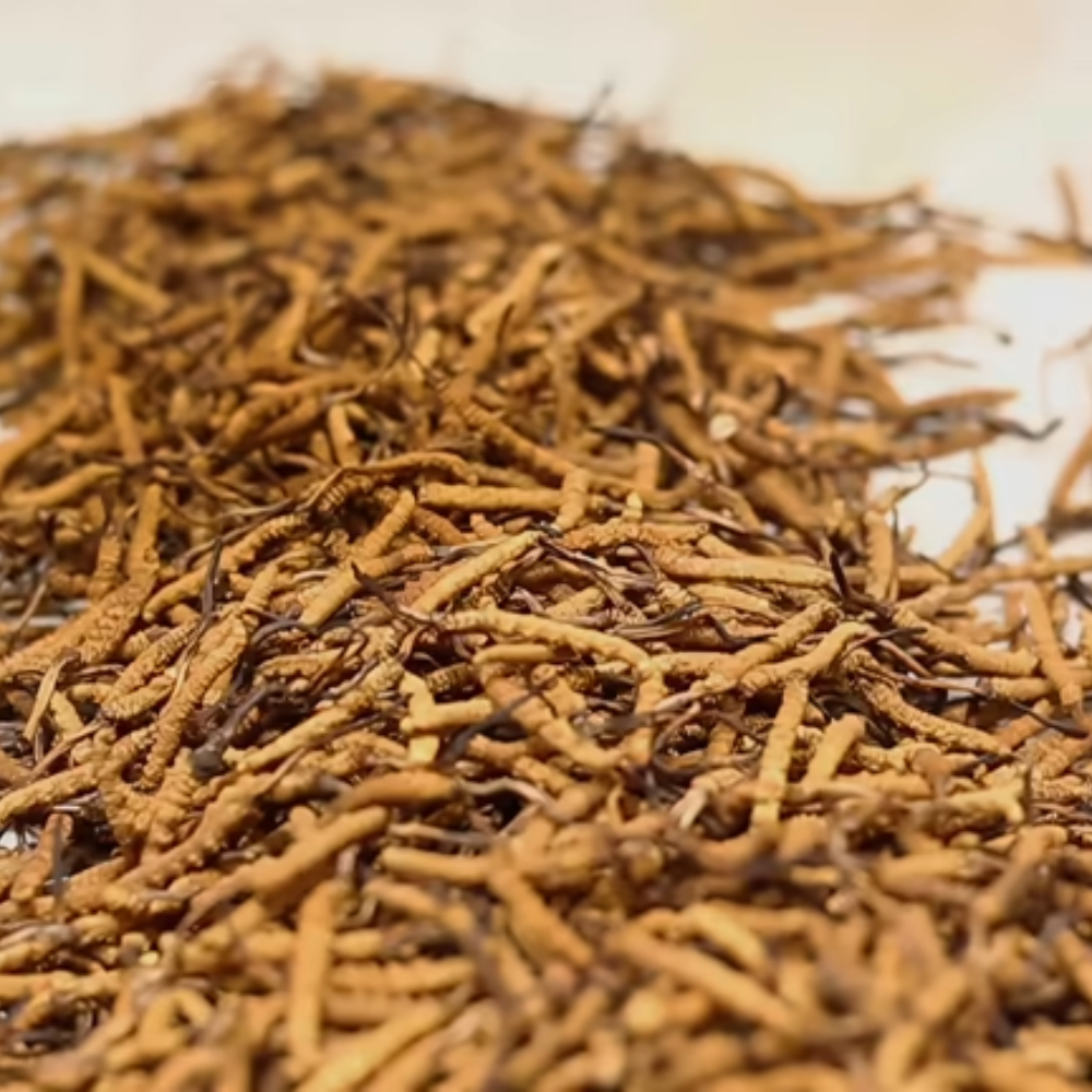 Bị Viêm Xoang Đông Trùng Hạ Thảo Được Không