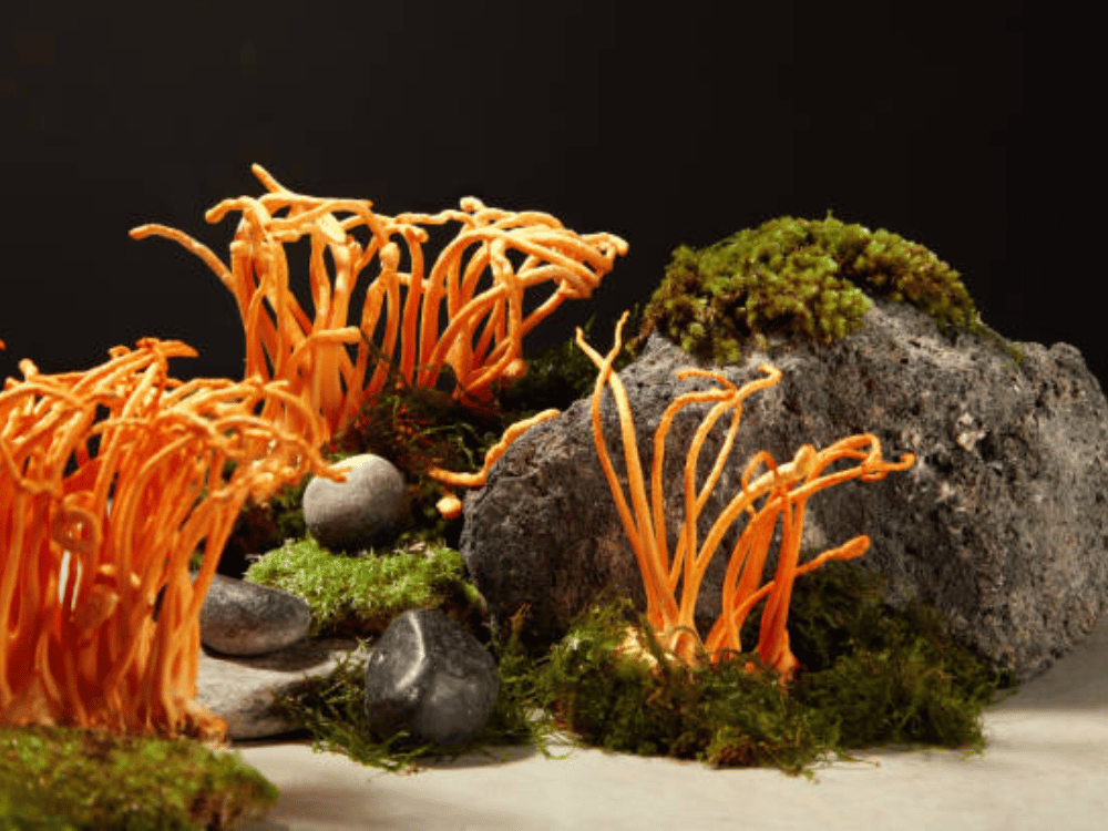 Sử dụng đông trùng hạ thảo trực tiếp