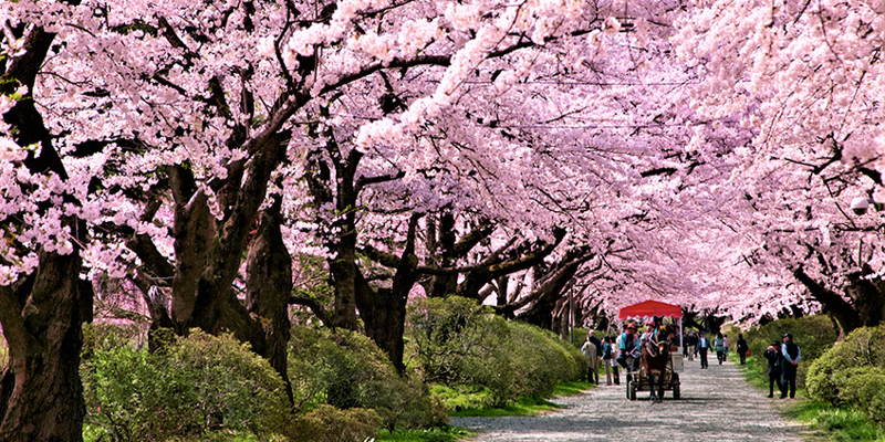 01. Lễ hội hoa anh đào rực rỡ