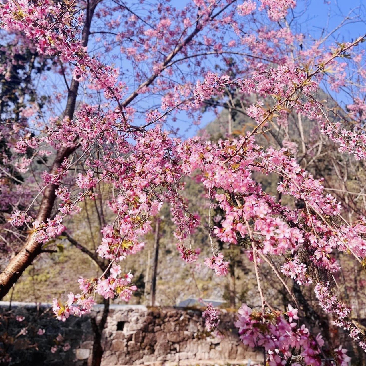 Mùa Hoa Anh Đào ... Nhé!