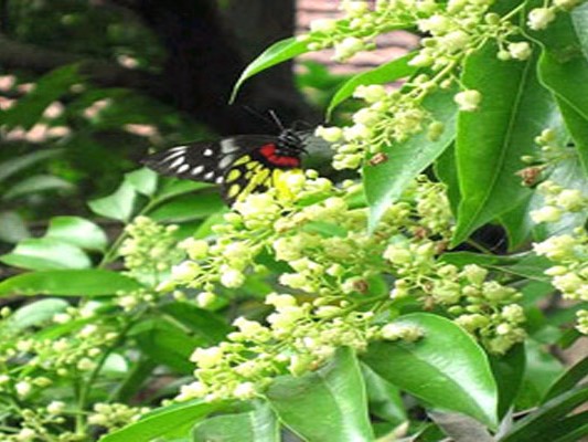 Những điều thú vị mùa hoa sấu tại Hà Nội