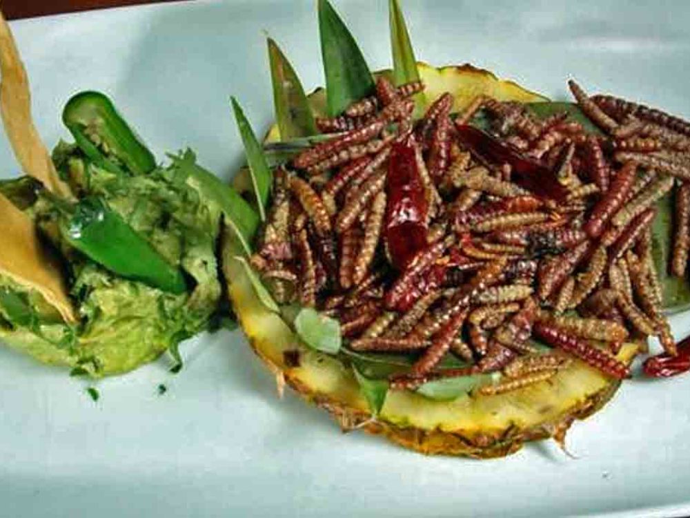 Chinicuiles – Món ăn kinh dị nhất Mexico