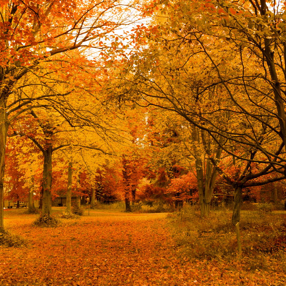 Mùa Thu Ở Nhật Bản: Xem Sự Đổi Màu Của Lá Cây