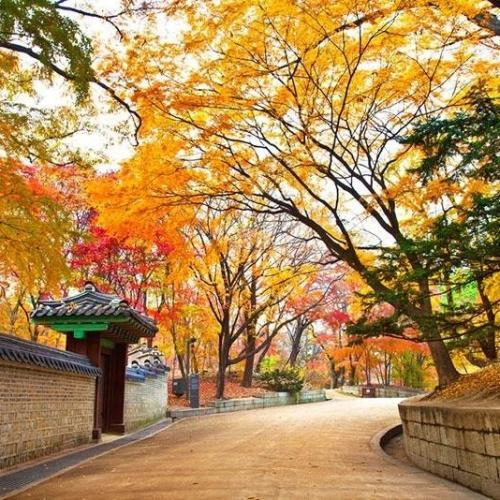 Top 5 Trải Nghiệm Thú Vị Bạn Nên Biết Khi Đến Du Lịch Hàn Quốc Vào Mùa Thu