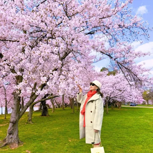 Những Điểm Đến Ngắm Hoa Anh Đào Mùa Xuân Đẹp Như Tranh ở Nhật Bản